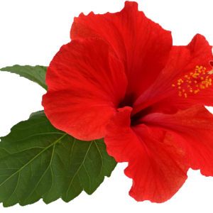 Hibiscus