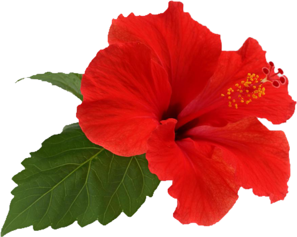 Hibiscus