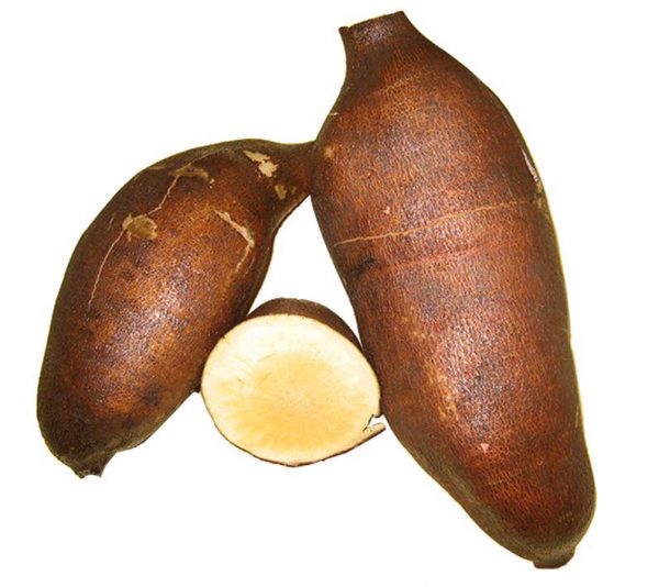 Yacon