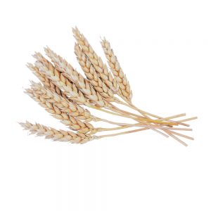 wheat-proteins
