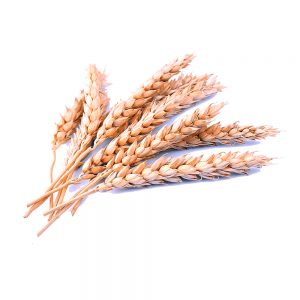 wheat-starch