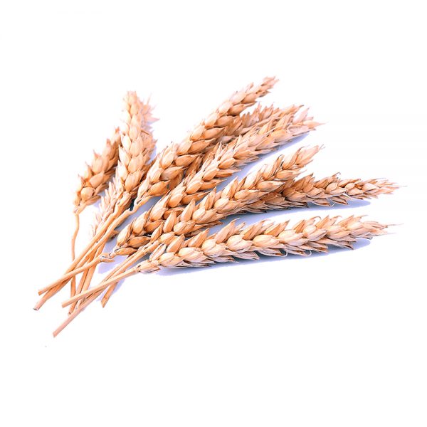 wheat-starch